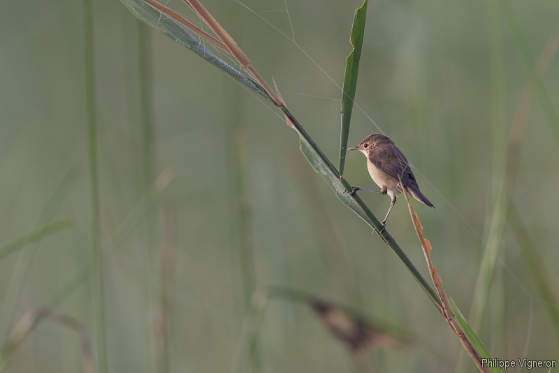 Photo Oiseaux Rousserolle effarante (Acrocephalus scipaceus)