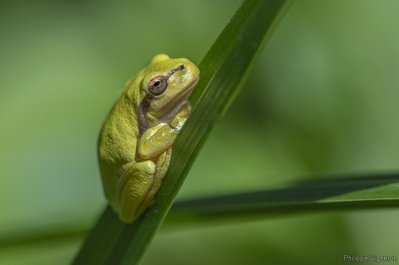 Photo Amphibiens Rainette verte (Hyla arborea)