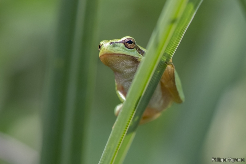 Photo Amphibiens Rainette verte (Hyla arborea)