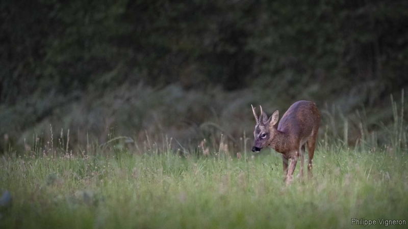 Photo Mammifères Chevreuil (Capreolus capreolus) Brocard