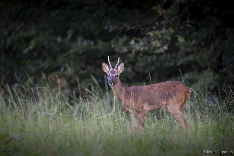 Photo Mammifères Chevreuil (Capreolus capreolus) Brocard