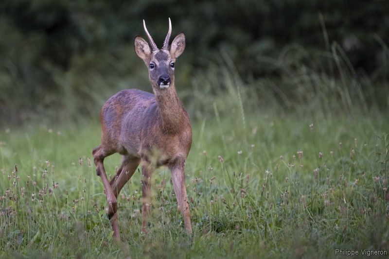 Photo Mammifères Chevreuil (Capreolus capreolus) Brocard