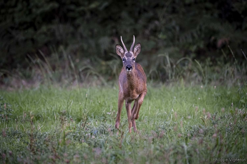 Photo Mammifères Chevreuil (Capreolus capreolus) Brocard