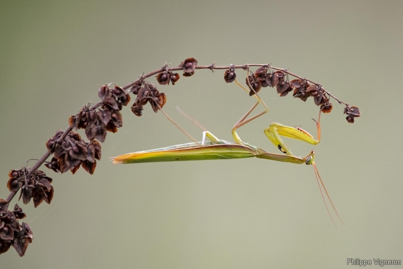 201007_121734.jpg Mante religieuse (Mantis religiosa)