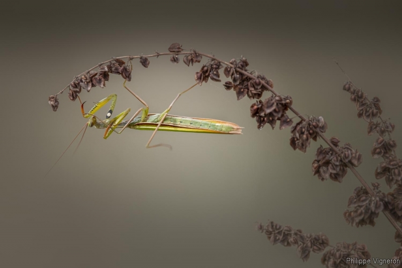 Photo Insectes Mante religieuse (Mantis religiosa)