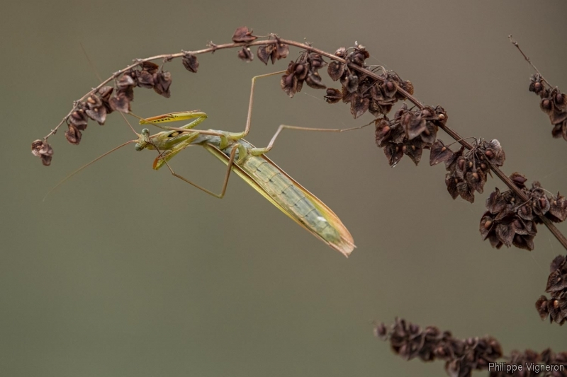 Photo Insectes Mante religieuse (Mantis religiosa)