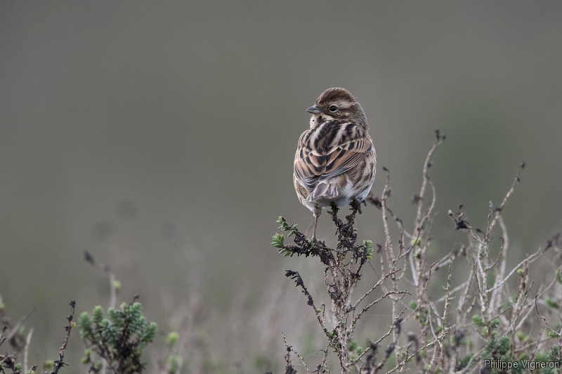 Photo Oiseaux Bruant des roseaux (Emberiza schoeniclus)