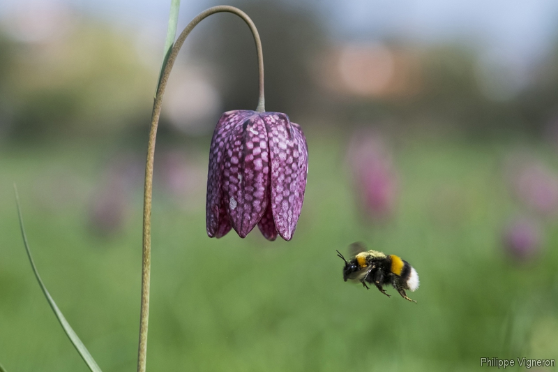 20170325_7966_fritillaire_bourdon.jpg Fritillaire pintade (Fritillaria meleagris)