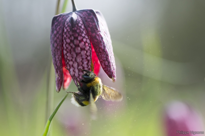 Photo Flore Fritillaire pintade (Fritillaria meleagris)