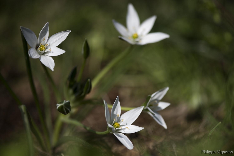 20170328_8592_dame_donze_heures.jpg Dame d'onze heures (Ornithogalum umbellatum)