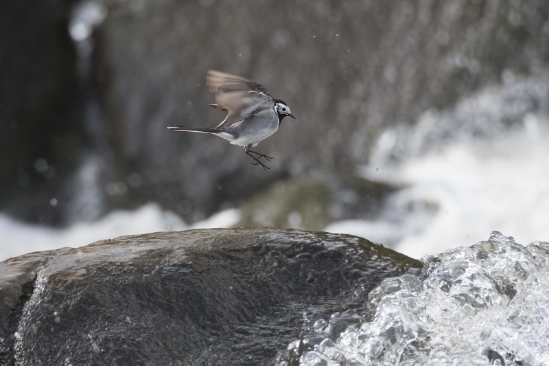 20170404_0460_bergeronnette_grise.jpg Bergeronnette grise (Motacilla alha)