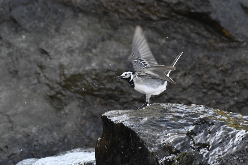 20170404_1050_bergeronnette_grise.jpg Bergeronnette grise (Motacilla alha)