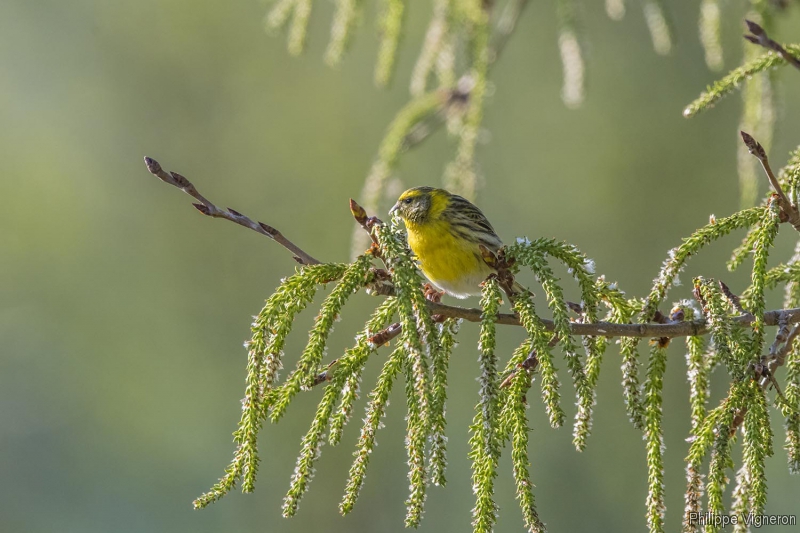 Photo Oiseaux serin cini (Serinus serinus)