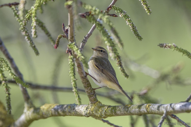 Photo Oiseaux Pouillot véloce (Phylloscopus collybita)