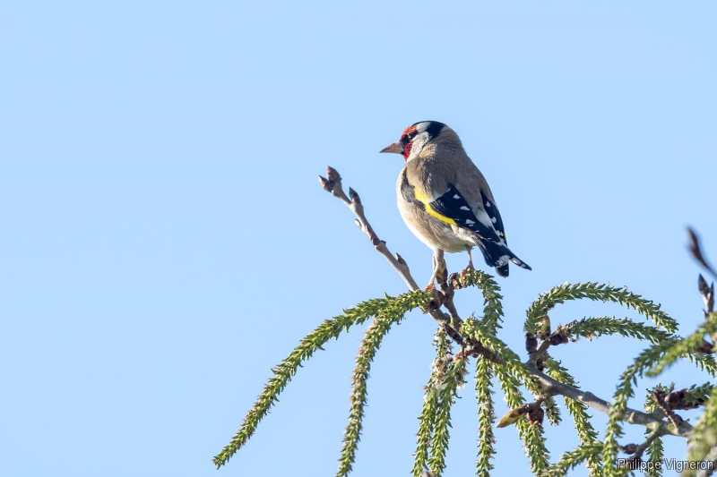 Photo Oiseaux Chardonneret élégant (Carduelis carduelis)