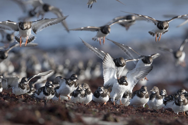 Photo Oiseaux Tournepierre à collier (Arenaia interpres)