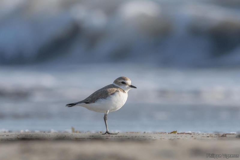 Photo Oiseaux Gravelot à collier interrompu (Charadrius alexandrinus)