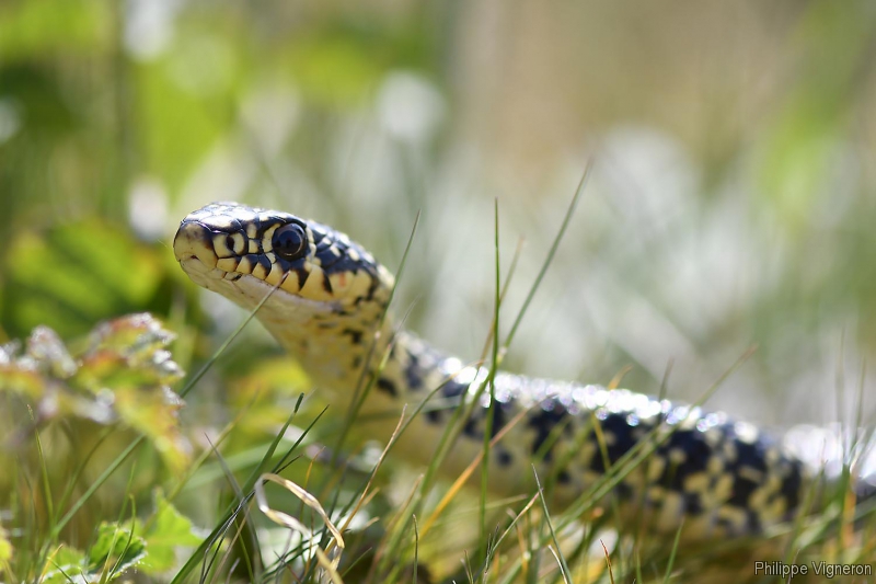 Photo Reptiles Couleuvre verte et jaune (Hierophis viridiflavus)