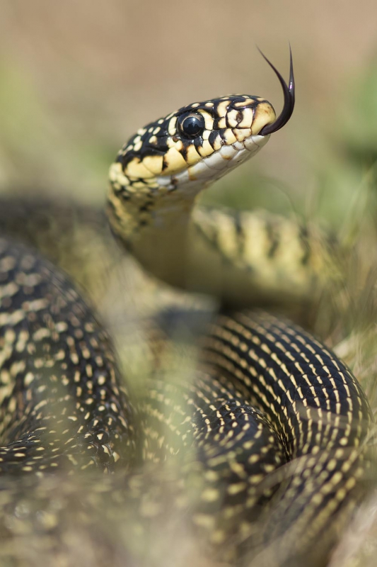 Photo Reptiles Couleuvre verte et jaune (Hierophis viridiflavus)