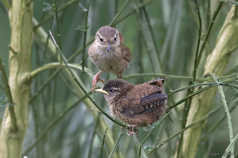 Photo Oiseaux Troglodyte mignon (Troglodytes troglodytes)