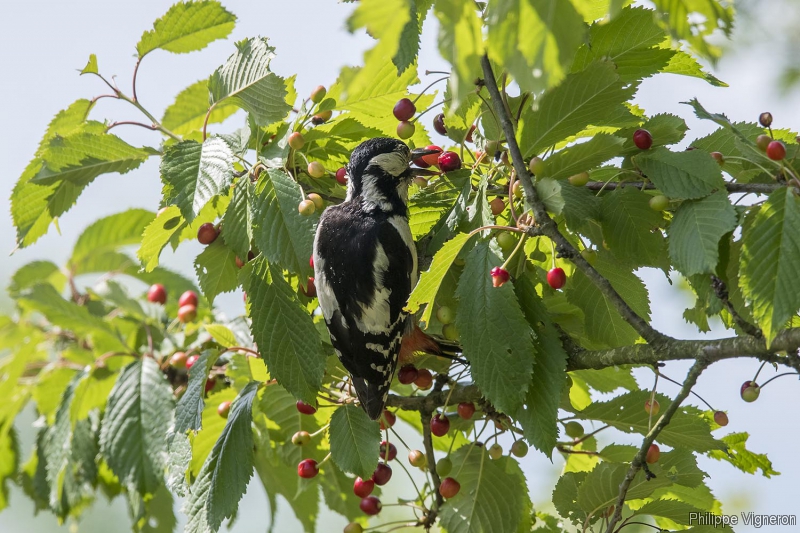 20170531_8420_pic_epeiche_femelle.jpg Pic épeiche (Dendrocopos major)