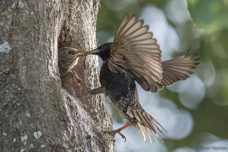 Photo Oiseaux Etourneau sansonnet (Sturnus vulgaris)