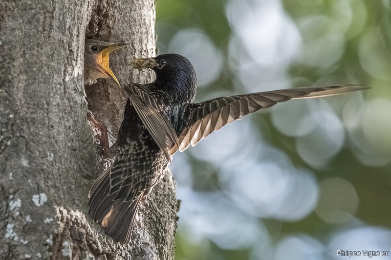 20170609_8935_etourneau_nourrissage.jpg Etourneau sansonnet (Sturnus vulgaris)