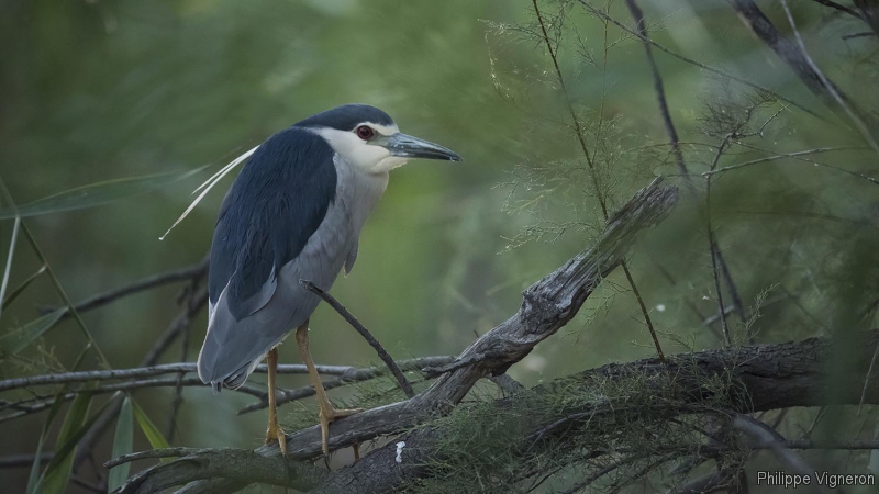 Photo Oiseaux Bihoreau gris (Nycticorax nycticorax)