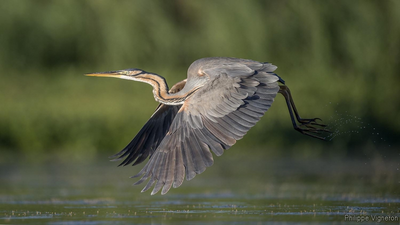 Photo Oiseaux Héron pourpré (Ardea purpurea)