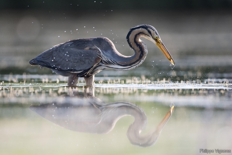 Photo Oiseaux Héron pourpré (Ardea purpurea)