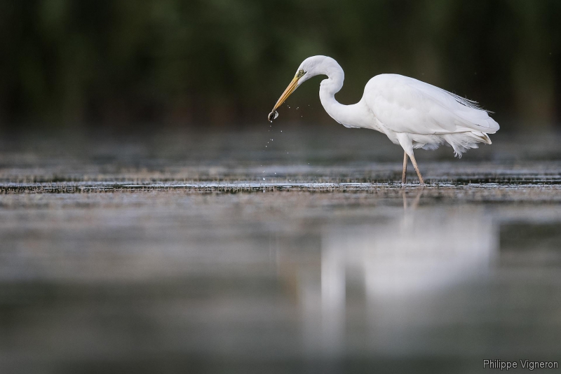 Photo Oiseaux Grande aigrette (Egretta alba)