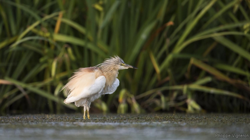 Photo Oiseaux Crabier chevelu (Ardeola ralloides)