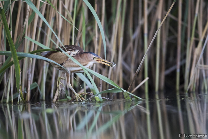 Photo Oiseaux Blongios nain (Ixobrychus minutus)