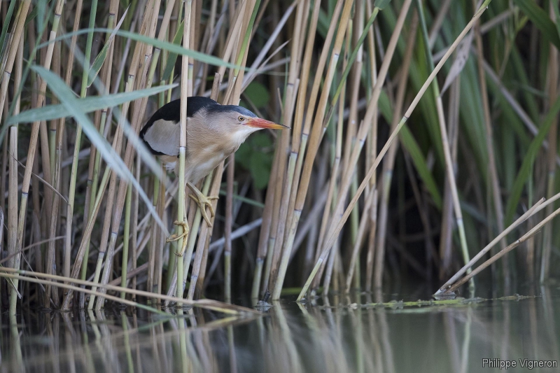 Photo Oiseaux Blongios nain (Ixobrychus minutus)