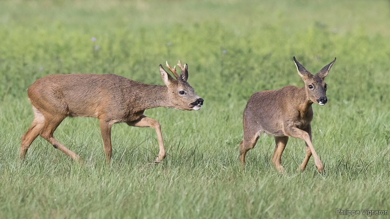 Photo Mammifères Chevreuil (Capreolus capreolus)