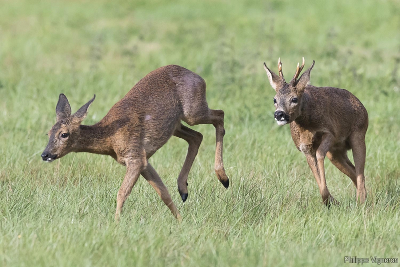 Photo Mammifères Chevreuil (Capreolus capreolus)