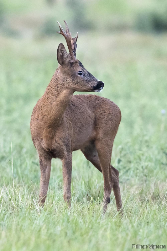 Photo Mammifères