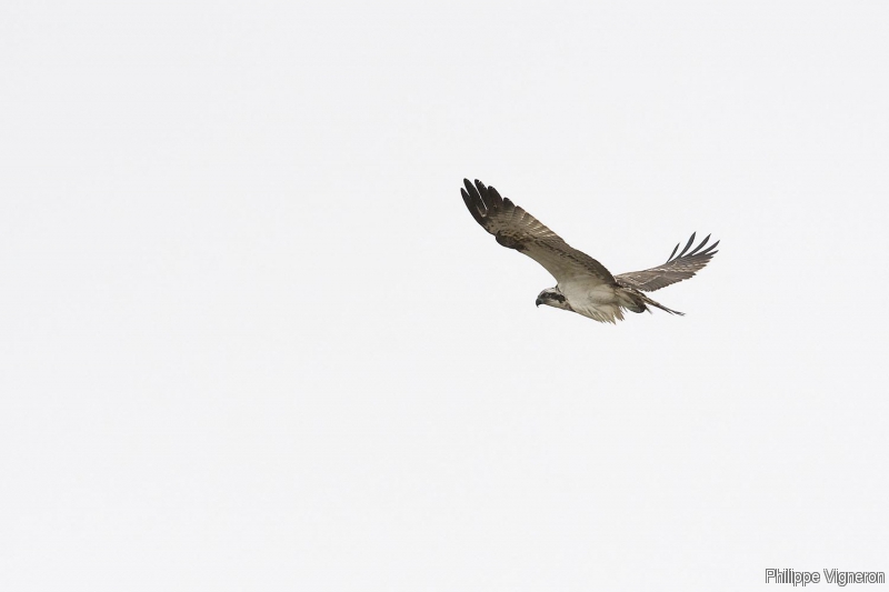 Photo Oiseaux Balbuzard pêcheur (Pandion haliaetus)