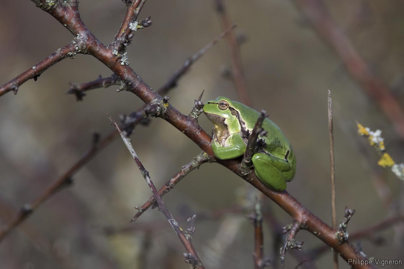 Photo Amphibiens Rainette verte (Hyla arborea)