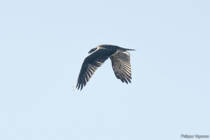 Photo Oiseaux Balbuzard pêcheur (Pandion haliaetus)