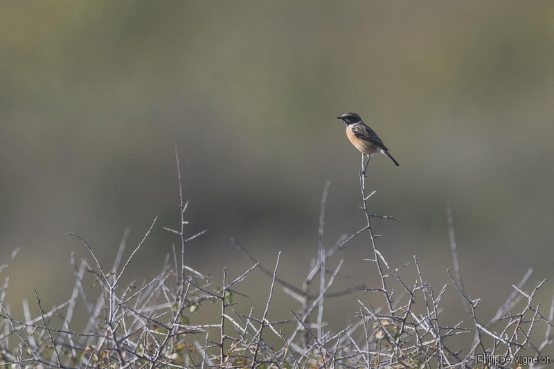 Photo Oiseaux Tarier pâtre (Saxicola rubicola)