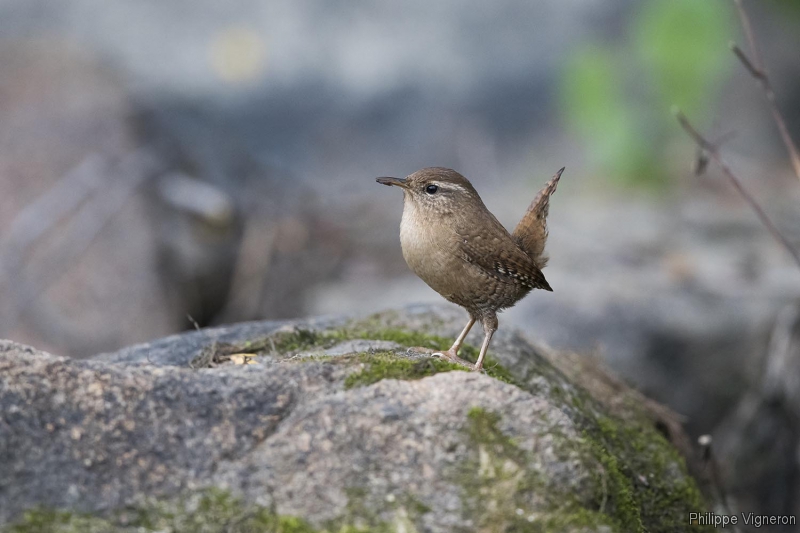 Photo Oiseaux Troglodyte mignon (Troglodytes troglodytes)