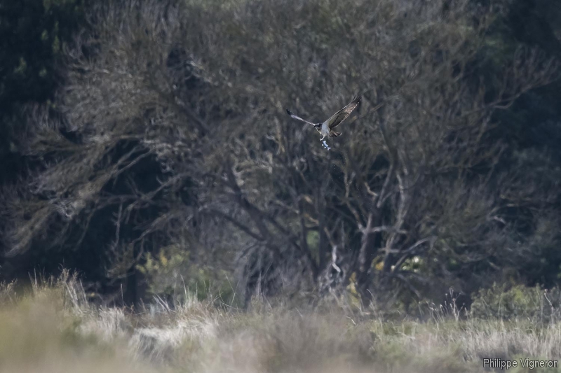 Photo Oiseaux Balbuzard pêcheur (Pandion haliaetus)