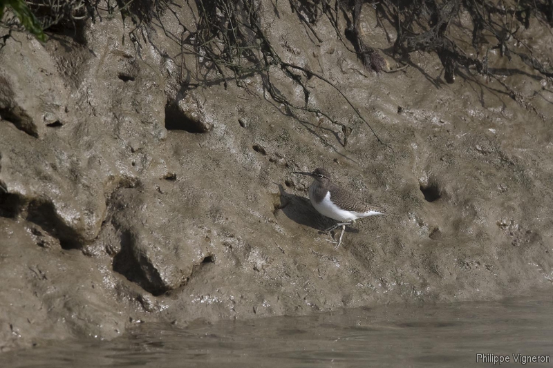 Photo Oiseaux Chevalier guignette (Actitis hypoleucos)