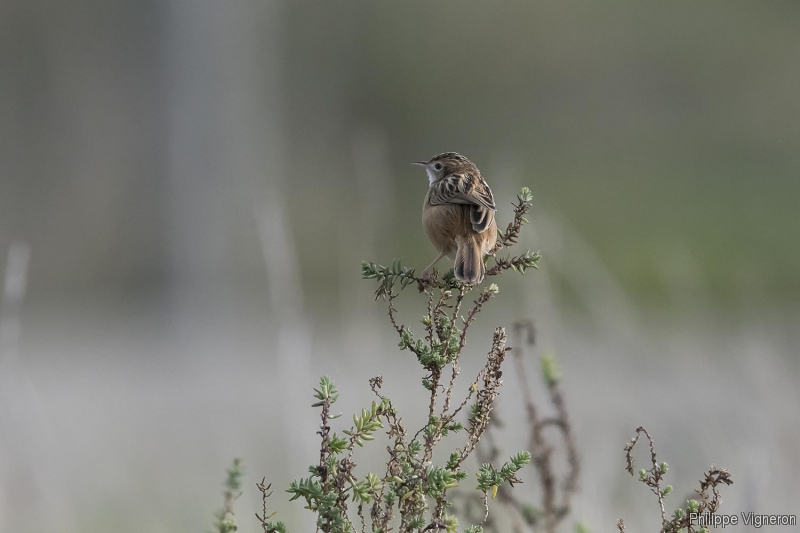 Photo Oiseaux Cisticole des joncs (Cisticola juncidis)