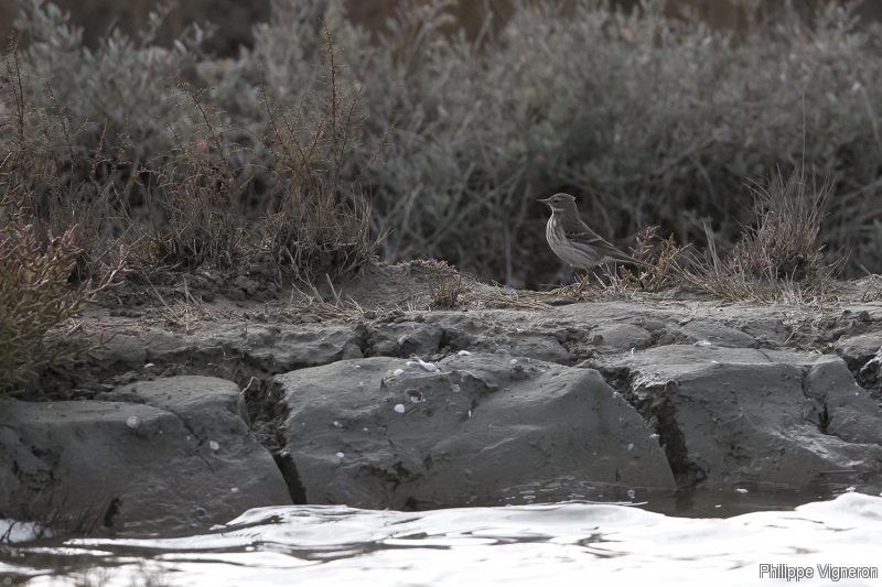 Photo Oiseaux Pipit spioncelle (Anthus spinoletta)