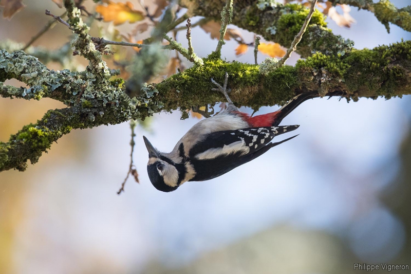 Photo Oiseaux Pic épeiche (Dendrocopos major), femelle