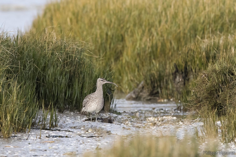 Photo Oiseaux Courlis corlieu (Numenius phaeopus)