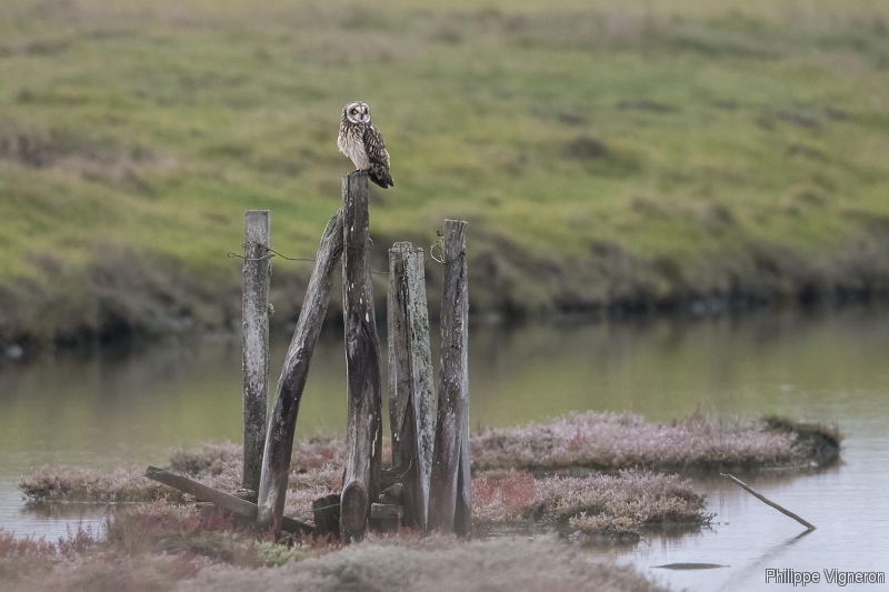 Photo Oiseaux Hibou des marais (Asio fammeus)