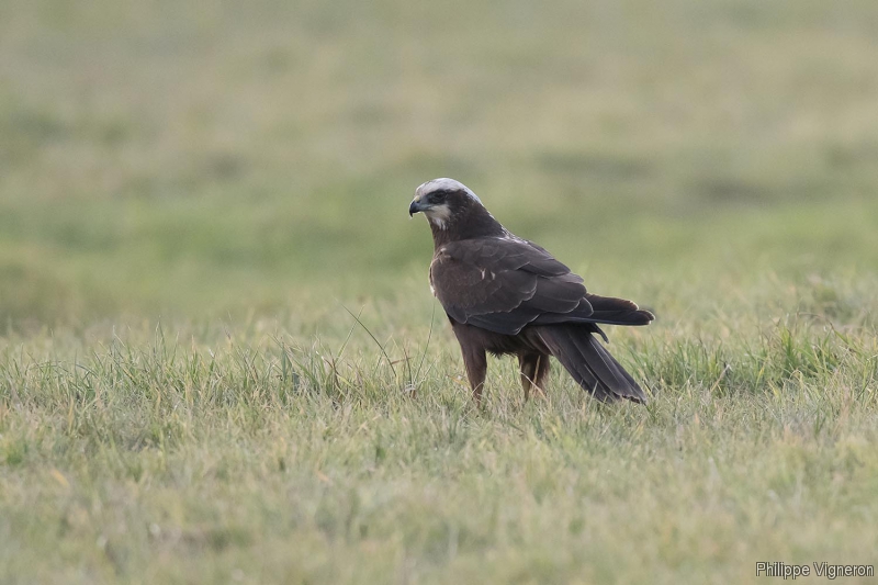 Photo Oiseaux Busard des roseaux (Circus aeruginosus)